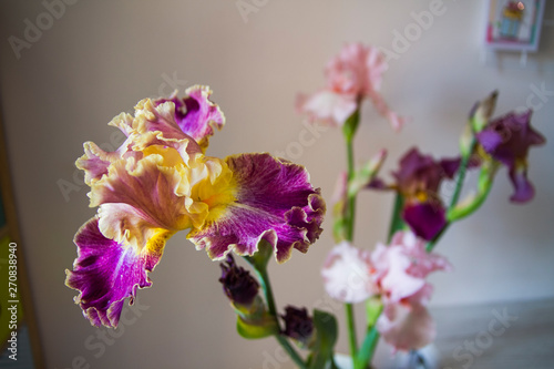 flowers irises in natural lighting