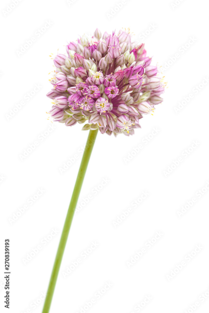 Obraz premium Allium ampeloprasum isolated