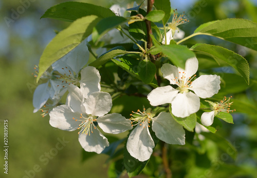 Branch of blooming apple tree.