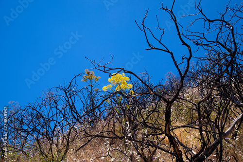 Flora of Gran Canaria - Ferula linkii photo