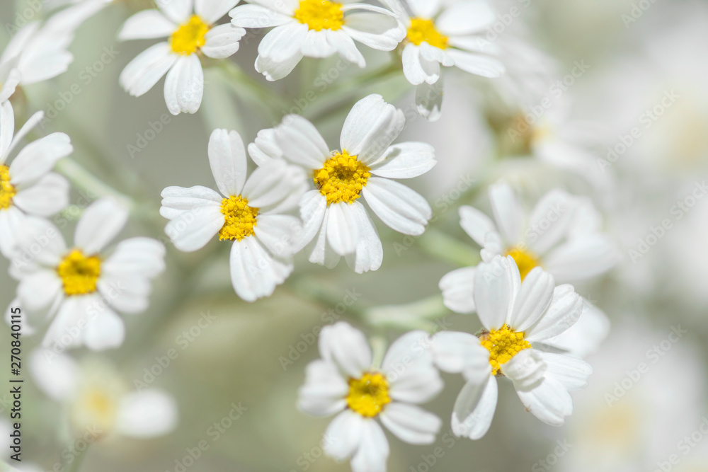 Fototapeta premium Flora of Gran Canaria - flowering Tanacetum ptarmiciflorum