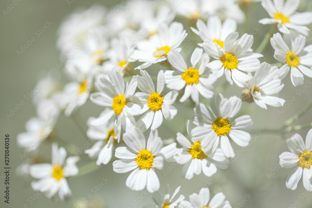 Flora of Gran Canaria - flowering Tanacetum ptarmiciflorum Flora of Gran Canaria - flowering Tanacetum ptarmiciflorum