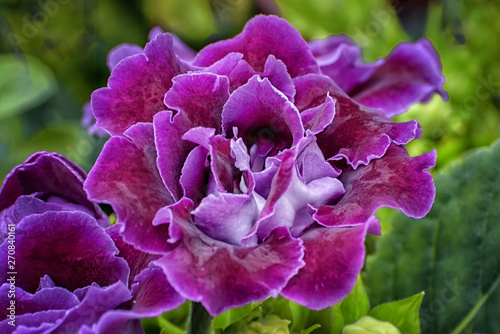 Sinningia, Gloxinia speciosa, tuberous herbaceous perennials, an herb with large nodding, purple, mint-scented flowers