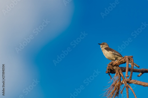 Mocking bird photo