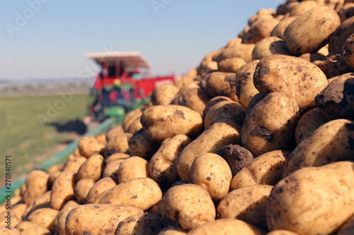 Agricultural potato harvest