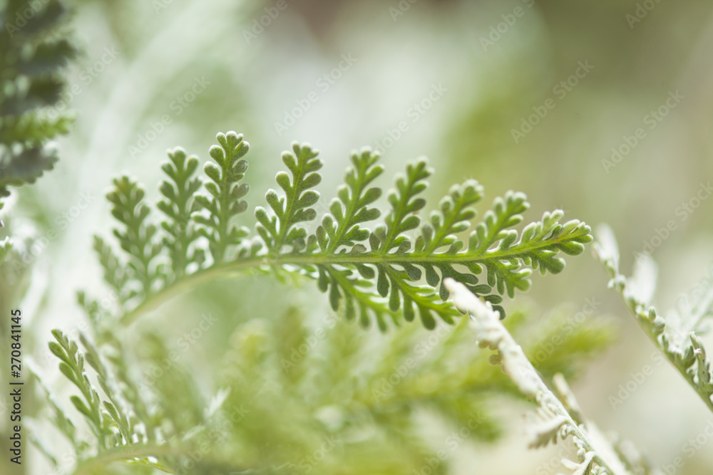 Flora of Gran Canaria - leaves of Tanacetum ptarmiciflorum Flora of Gran Canaria - leaves of Tanacetum ptarmiciflorum