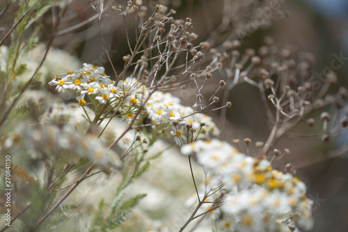 Flora of Gran Canaria - flowering Tanacetum ptarmiciflorum photo