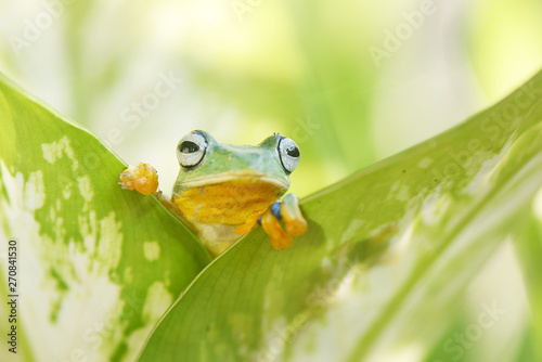 frog in leaf