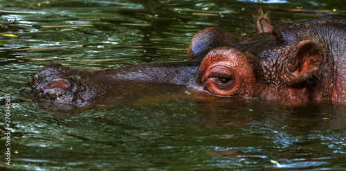 Ordinary hippopotamus in the water of the pool of the zoo aviary. The African herbivore aquatic mammals hippopotamus spends most of its time in the water of the nose and eyes