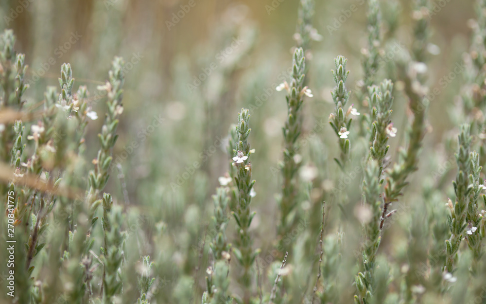 Fototapeta premium flora of Gran Canaria - flowering micromeria