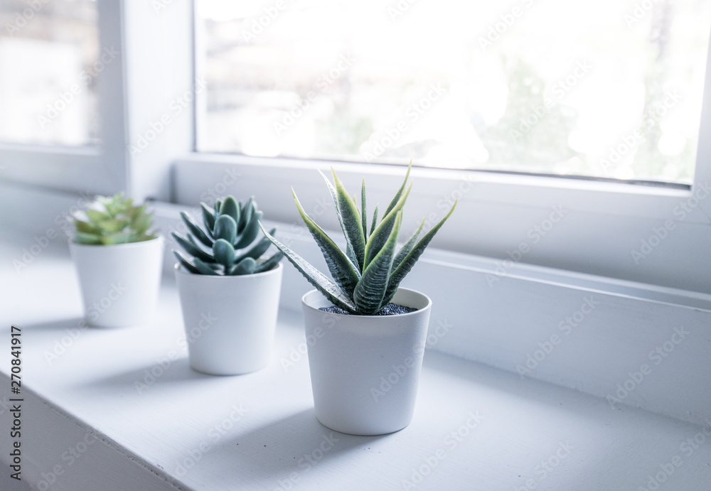 minimalist Plants side the window