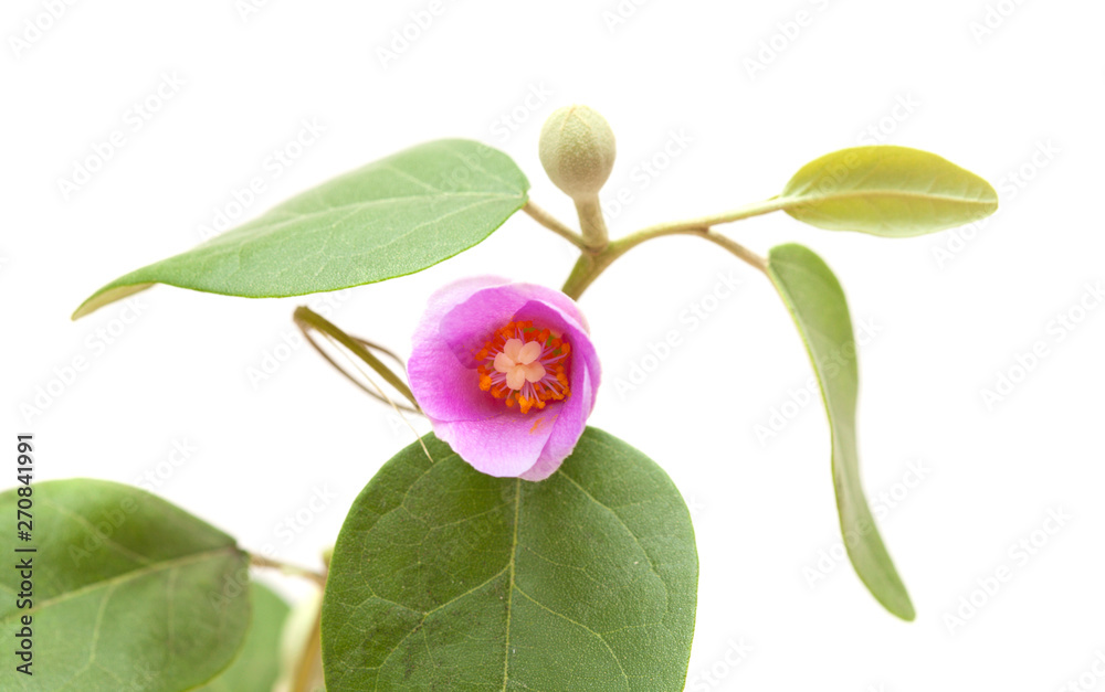 pink flowers of Lagunaria patersonia pink flowers of Lagunaria patersonia