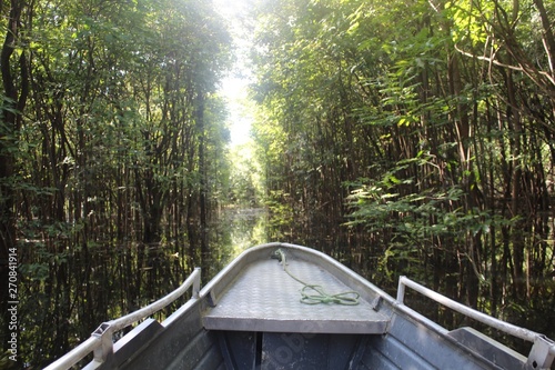 Floresta amazônica photo