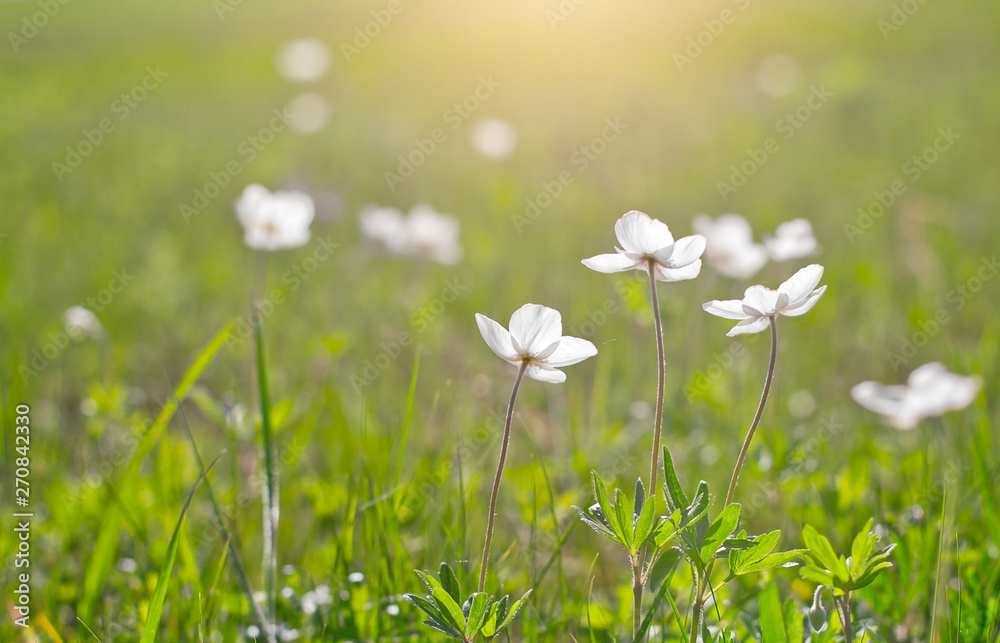  White wildflowers on a background of grass. summer white flowers in a field at sunset