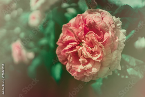 vintage background with pink rose close-up. flower card with a flowering rose Bush in the Park.