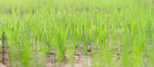 Close-up rice plant in rice field, Green background