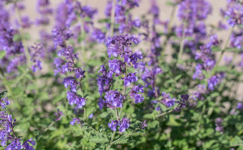 Field of Lavender, Lavandula angustifolia, Lavandula officinalis Field of Lavender, Lavandula angustifolia, Lavandula officinalis