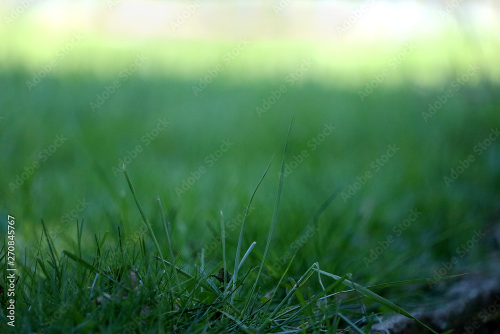 lush green grass meadow background for template