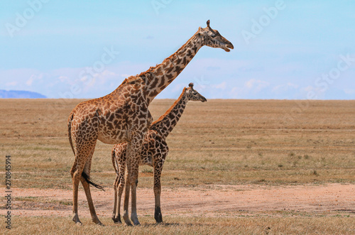 Masai Maasai Giraffe (Giraffa camelopardalis tippelskirchii) mother and young calf on Maasai Mara grass plains, Kenya, East Africa. Kilimanjaro giraffe with copy space for text and blue sky photo