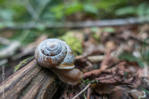 Monadenia snail