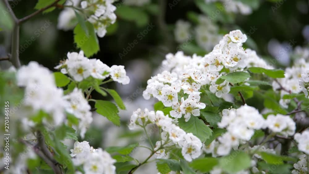 White flowers of hawthorn in spring. White flowers of hawthorn in spring.