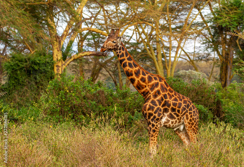 Male Rothschild s giraffe Giraffa camelopardalis rothschildi in open woodland underbelly close-up endangered Lake Nakuru National Park Kenya East 