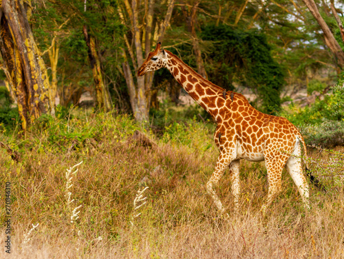 Rothschild s giraffe Giraffa camelopardalis rothschildi walks through woodland feeding on thorn trees Lake Nakuru National Park Kenya East Africa Endangered