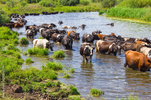 Cows wade cross the river © Oleg Zhukov