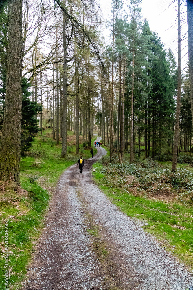 Fototapeta premium path in forest