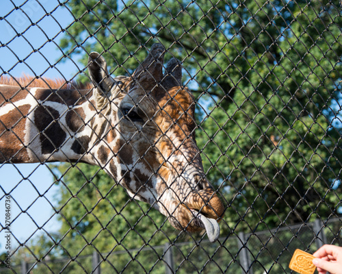 Giraffe in the zoo photo