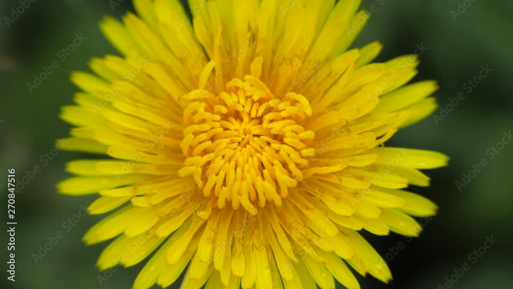 Yellow dandelion flower sways in the wind. Yellow dandelion flower sways in the wind.