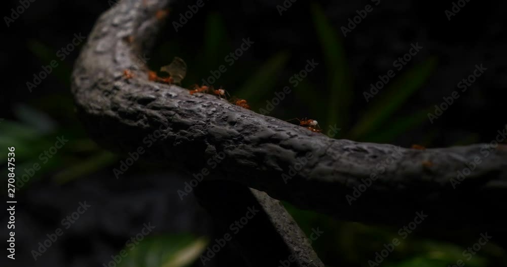 Team of ants work constructing house, teamwork. Team of ants work constructing wooden house with matches, teamwork , Ant action standing, constructing bridge . Team of ants work constructing house, teamwork. Team of ants work constructing wooden house with matches, teamwork , Ant action standing, constructing bridge .