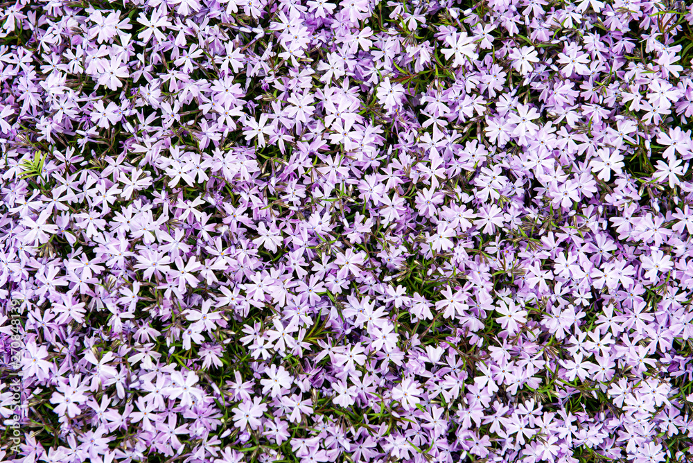 Obraz premium random color summer flowers in green meadow under the sun