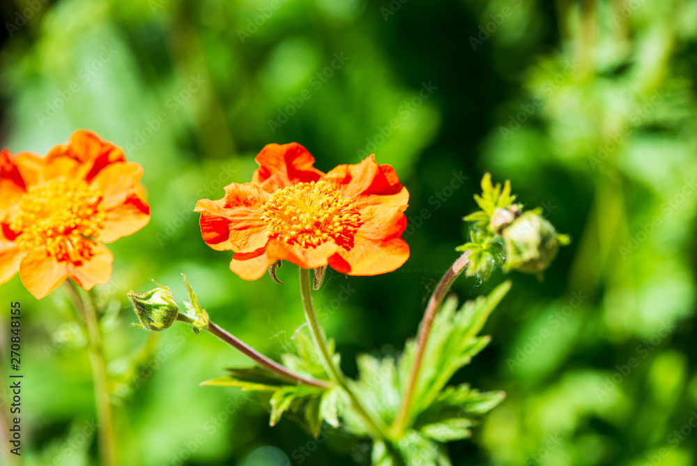 random color summer flowers in green meadow under the sun random color summer flowers in green meadow under the sun