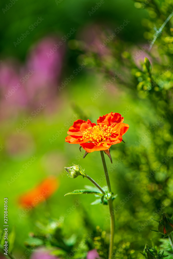 random color summer flowers in green meadow under the sun