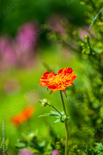 random color summer flowers in green meadow under the sun © Martins Vanags