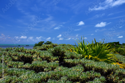 A charming landscape of the Caribbean coastline with lush tropical vegetation at atoll reef Banco Chinchorro Mexico