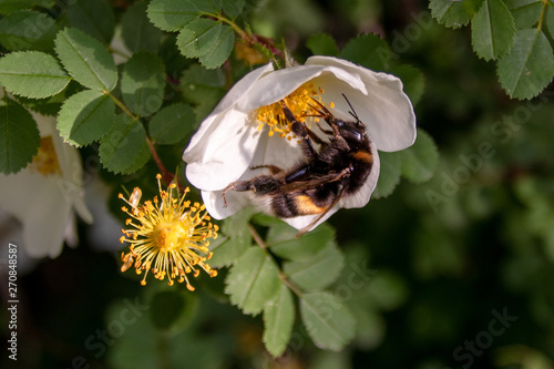 dunkle Erdhummel beim Nektarsammeln photo