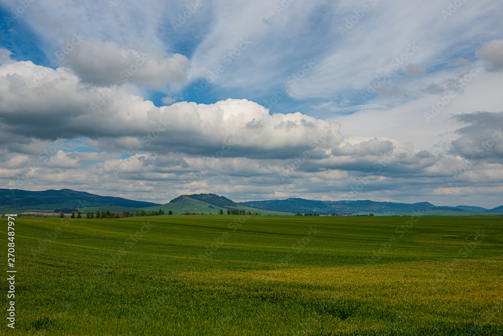 Obraz premium green meadow under blue sky in countryside