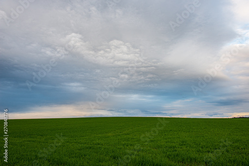 green meadow under blue sky in countryside