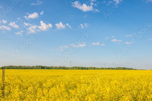 rapeseed bloominf yellow fields in spring under blue sky in sunshine