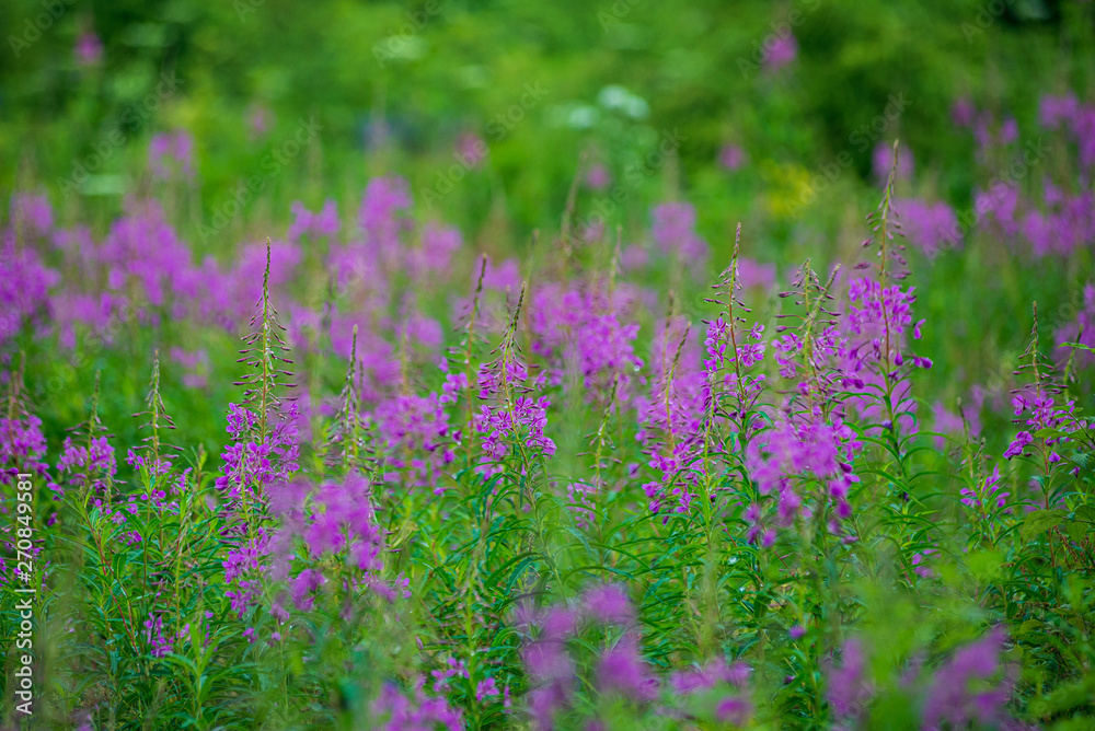 Naklejka premium random color summer flowers in green meadow under the sun