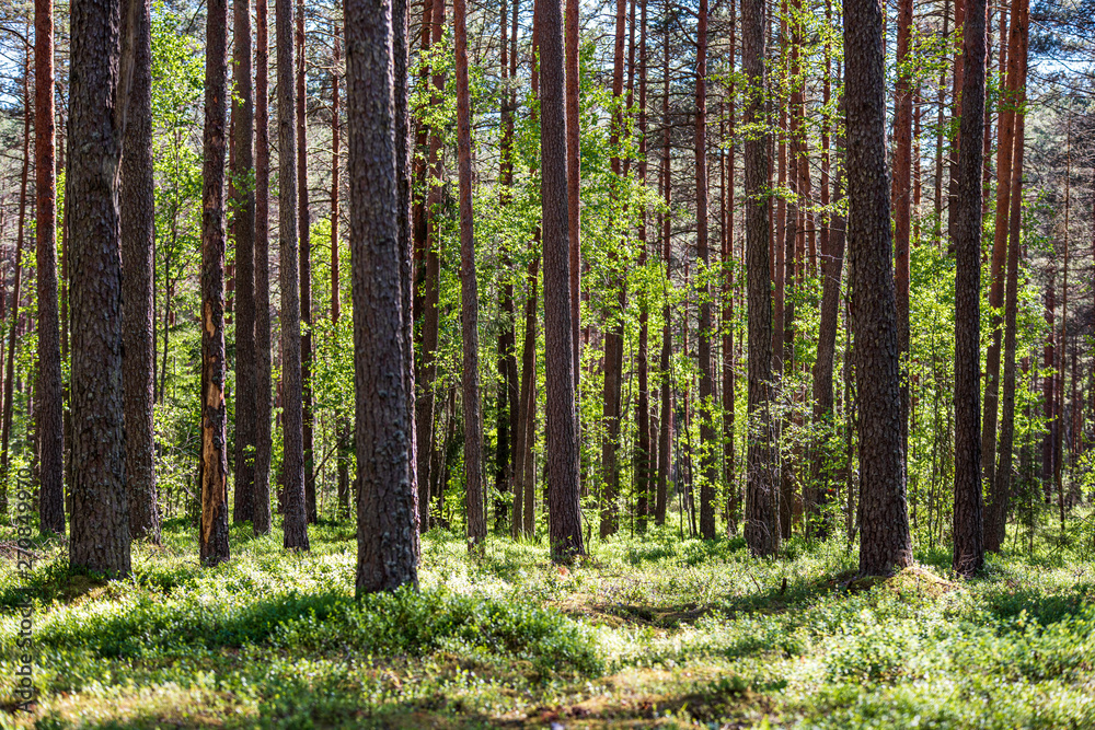 tree trunks in sunny summer forest tree trunks in sunny summer forest