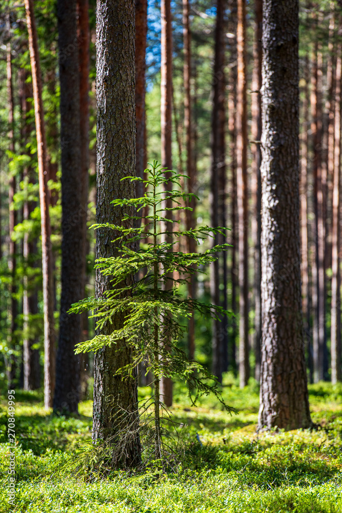 Obraz premium tree trunks in sunny summer forest