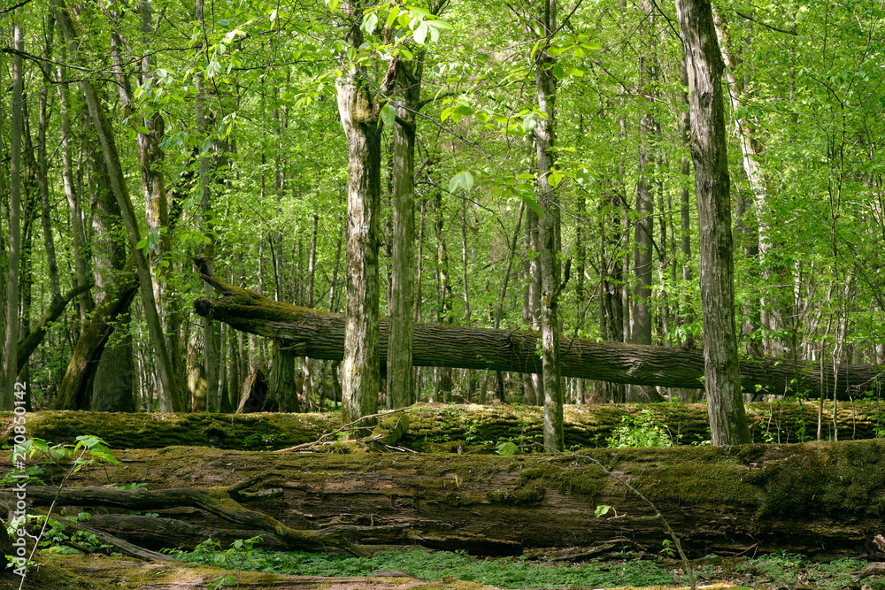 Old natural deciduous stand with oak trees Old natural deciduous stand with oak trees