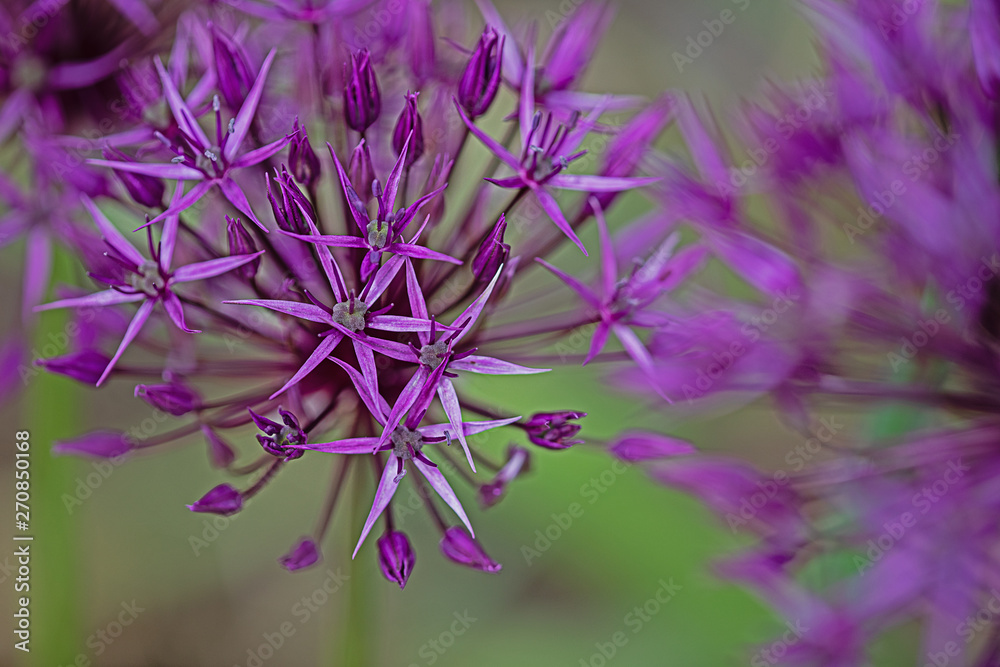 single flowers of an cultivated allium bloom single flowers of an cultivated allium bloom