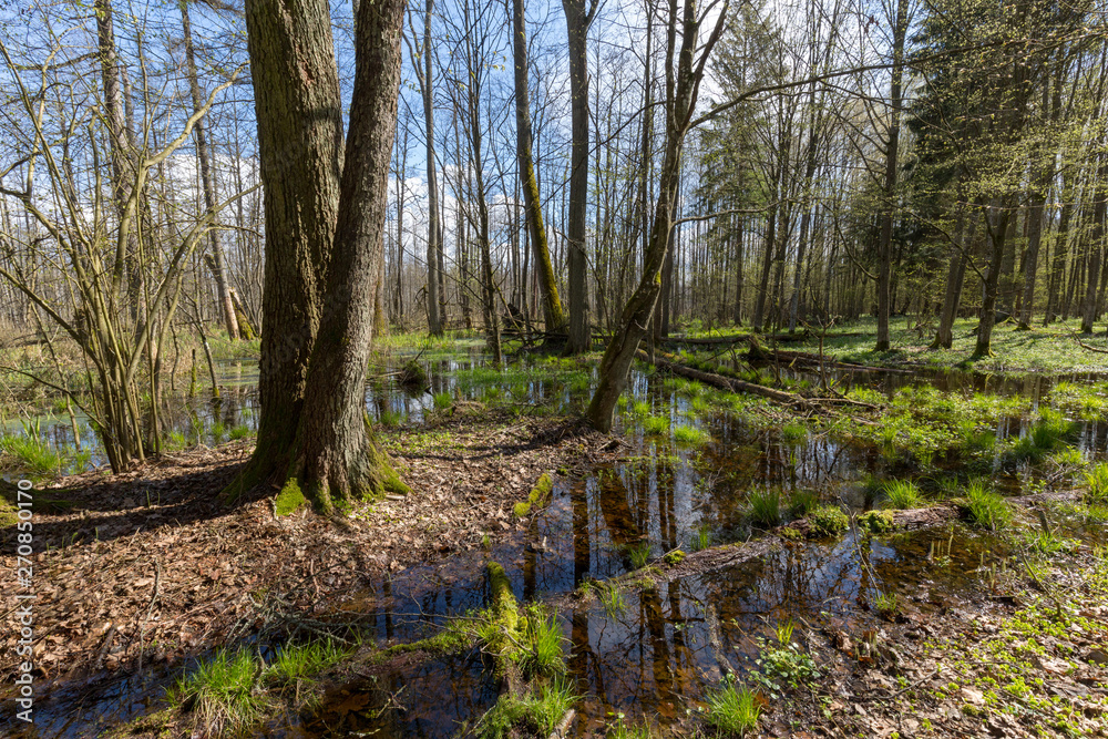 Springtime alder-bog forest in sun Springtime alder-bog forest in sun