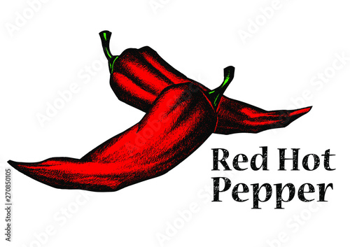 Hand drawn peppers. Advertising illustration created in engraving sketck style. photo