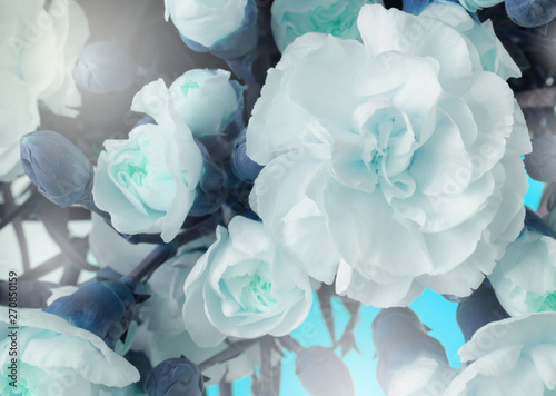 Flower bouquet background. White Carnations.