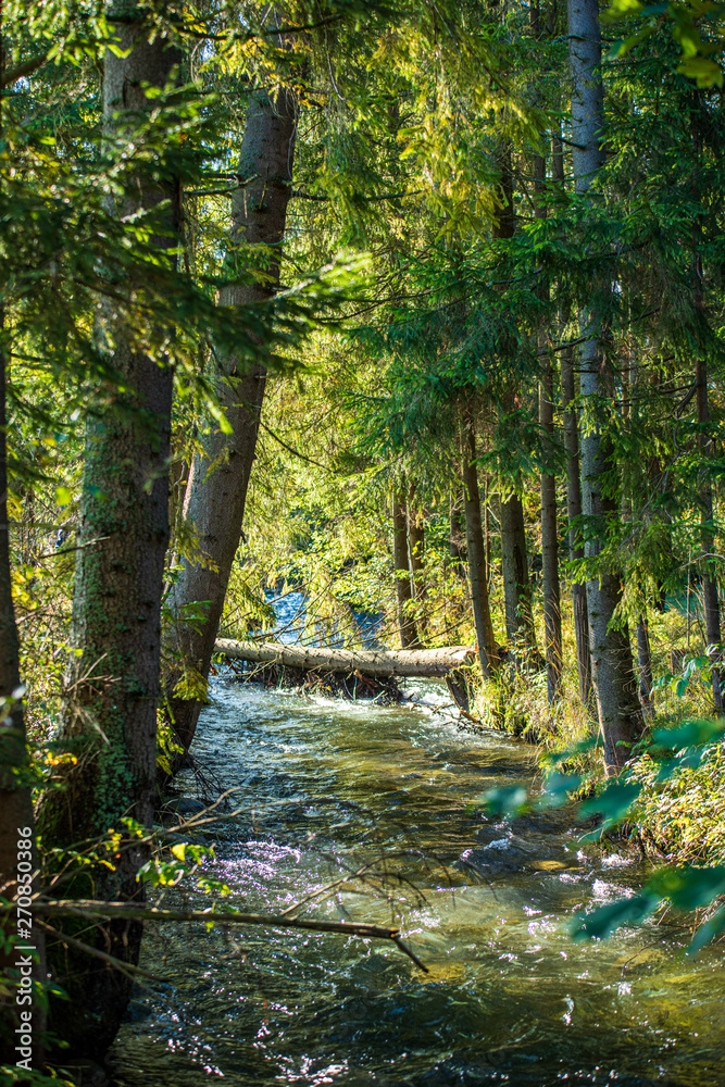 calm forest river hiding behind tree branches calm forest river hiding behind tree branches